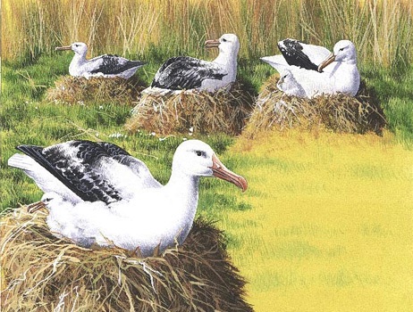 Illustration of an albatross nest