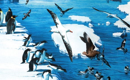 Illustration of Antarctic birds