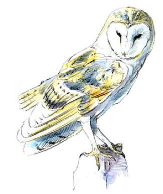 barn owl bird illustrator