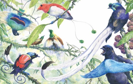 Illustration of birds of Paradise