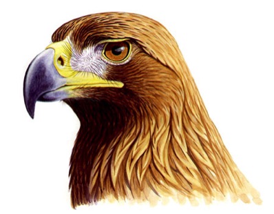 Illustration of a golden eagle