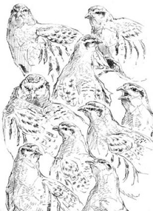 Drawing of grey partridges