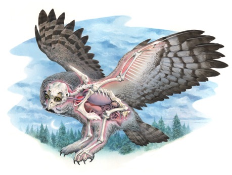 Illustration of owl anatomy