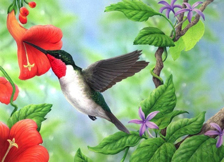 Illustration of a humming bird