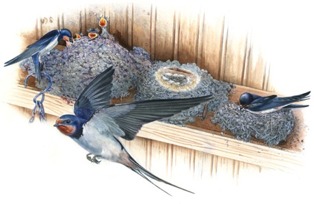 Illustration of a swallow nest