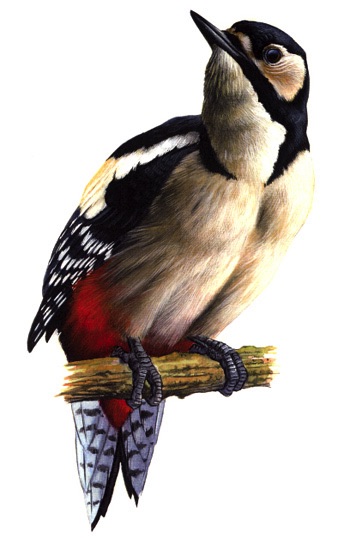 woodpecker illustration