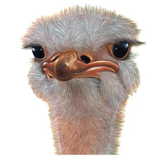 Illustration of an emu