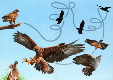 Illustration of an eagle swoop